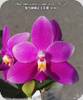 Phal. violacea Indigo Red Miki